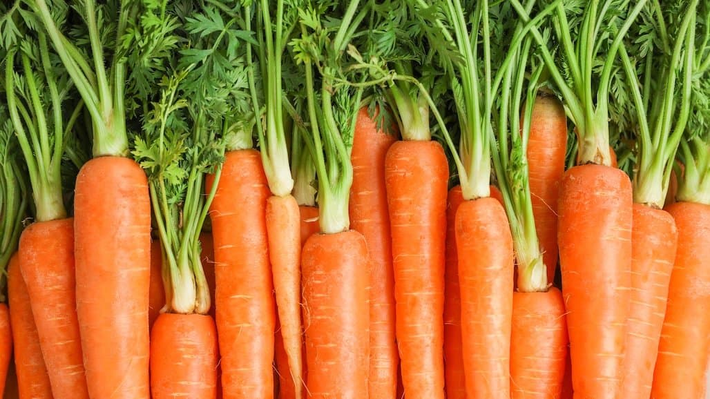 42nd Carrot Conference Planned by UCANR