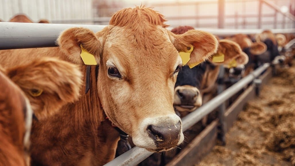 Students Face Nation’s Top Collegiate Dairy Program