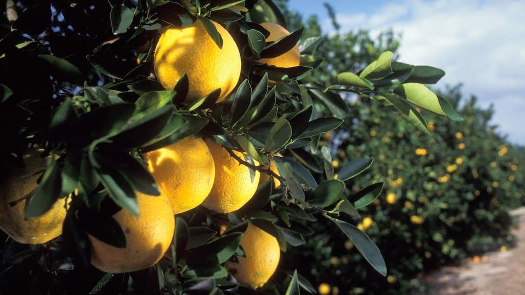 California Citrus Breeding Program Receives Additional Congressional Support