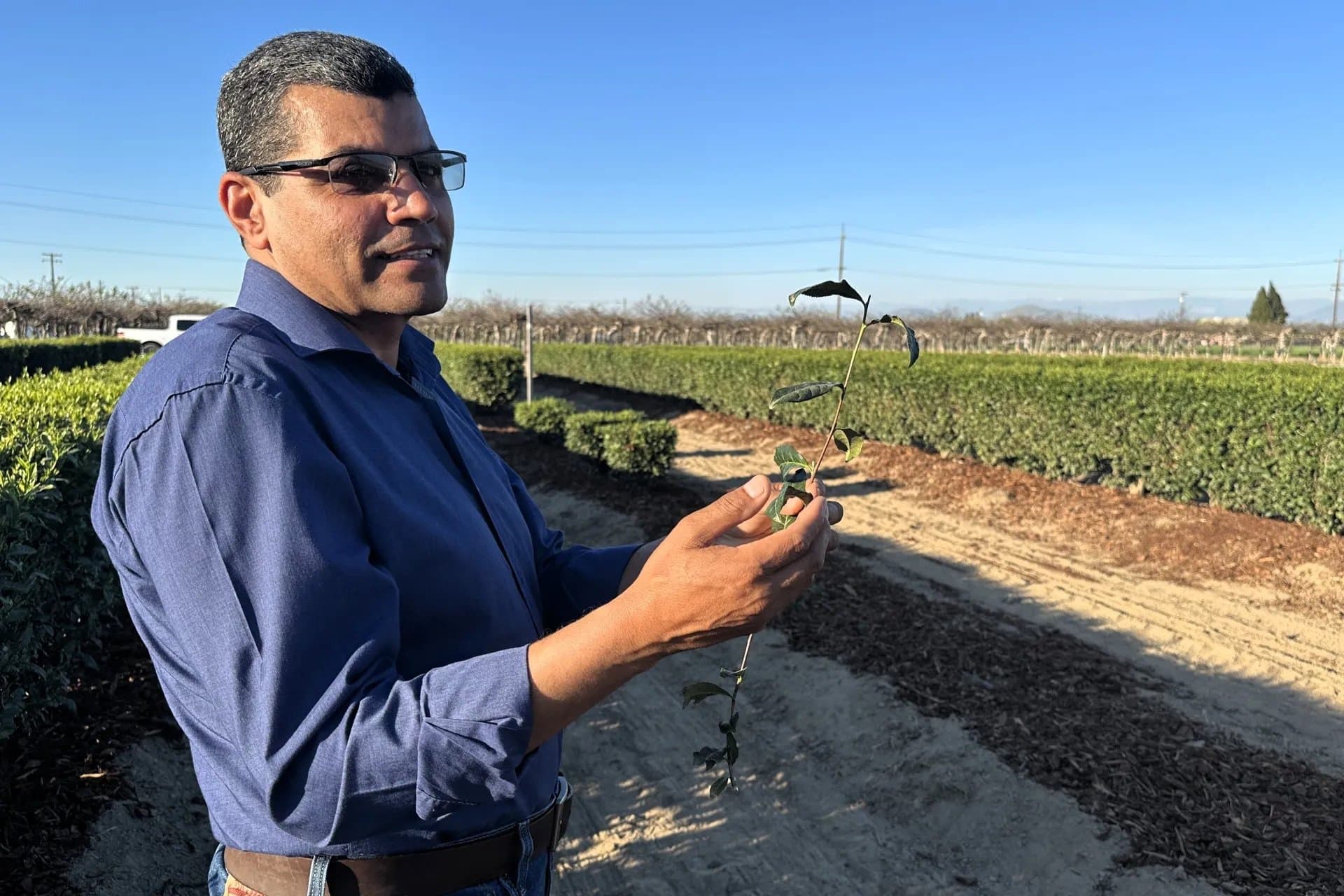 UC Explores Tea’s Potential as ‘Champion Crop’