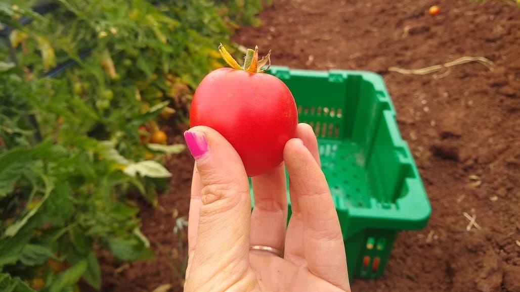 Dry Farming with Tomatoes
