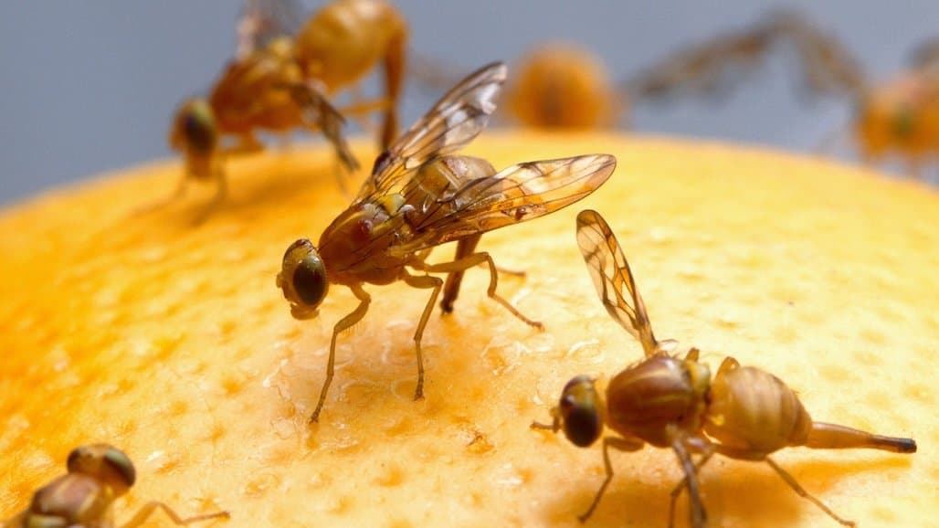 Mexican Fruit Fly Quarantine in Portion of SD County