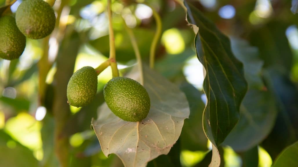 USDA Assistance for Specialty Crop Farmers Program Accepting Applications
