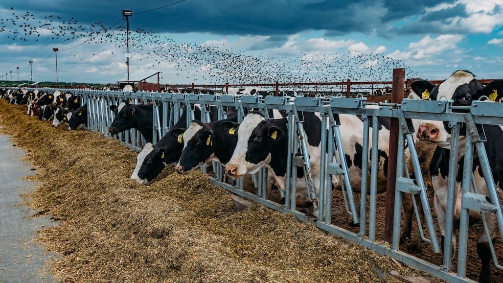 Dairy Orgs Praise H-2A Guidance for Dairy Operations