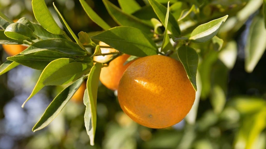 Citrus Research Board to Host Webinar Series