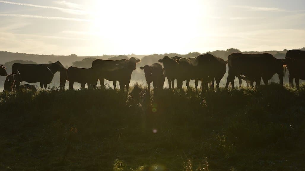 Dairy heifer inventories to remain low before rebounding in 2027
