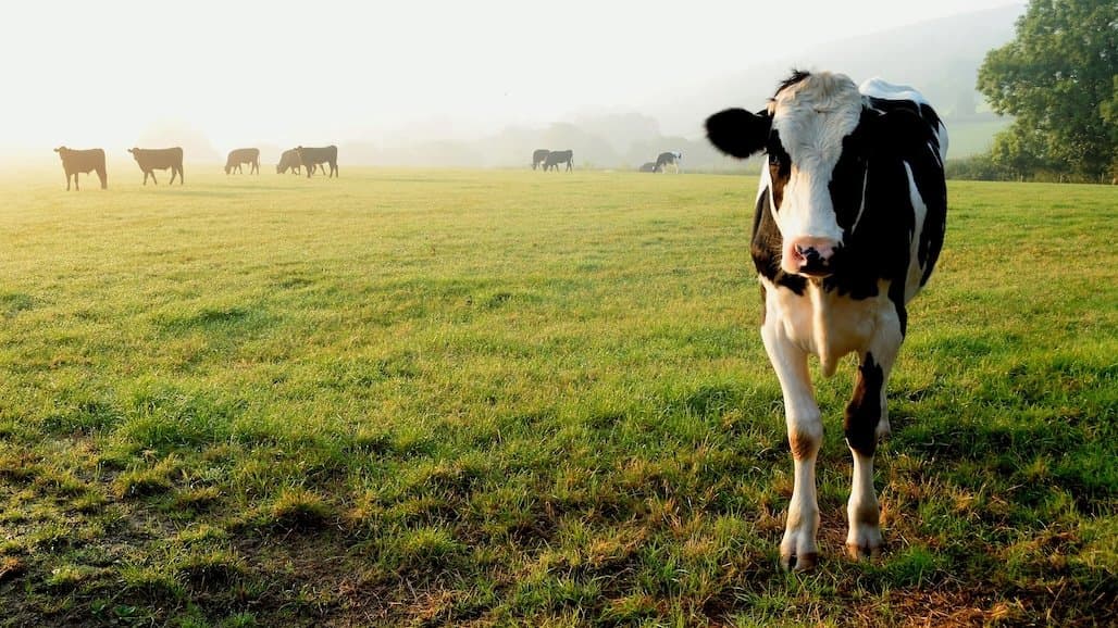 Dairy Plus Program Is Open for Applications