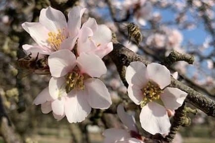 Honey Bees Can Detect Viruses in Food