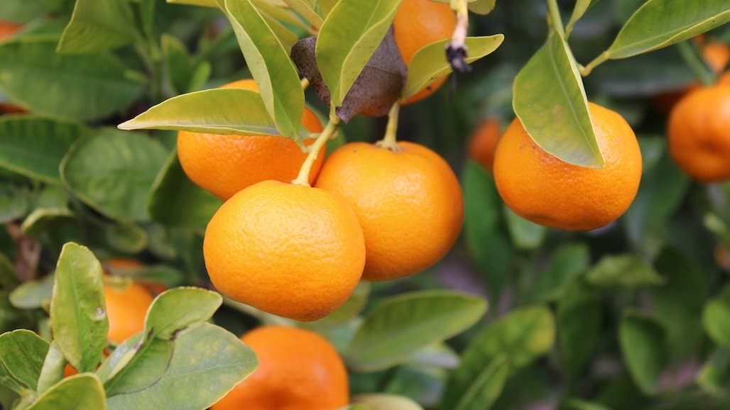 ‘Farm to Corrections’ Program Benefits California Growers, Incarcerated People