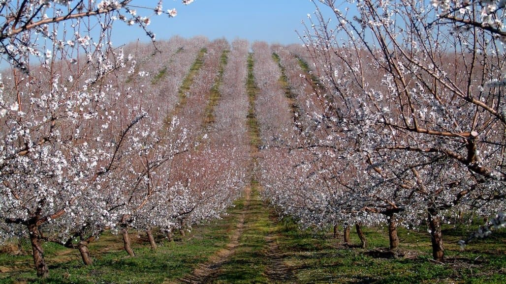 Common Tree Disease May Contribute to Reduced Orchard Longevity