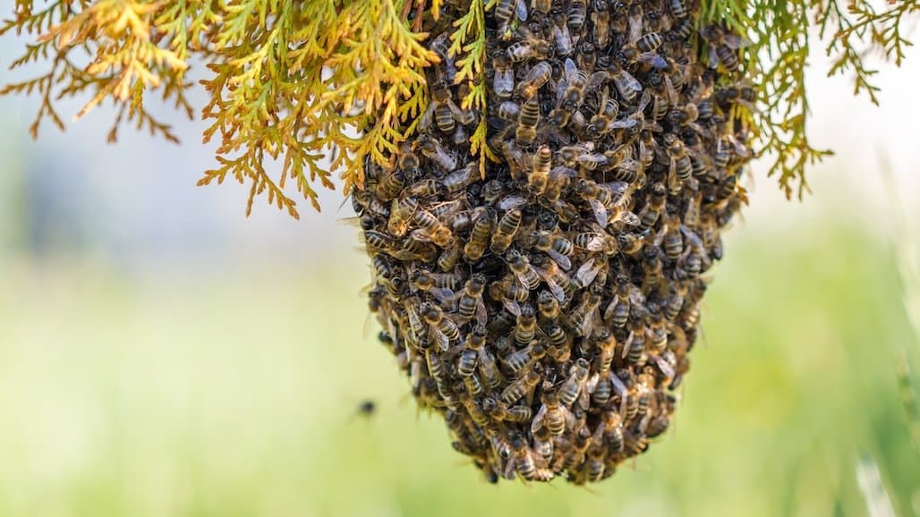 UC South Coast REC Bee Team Celebrates 10 Years