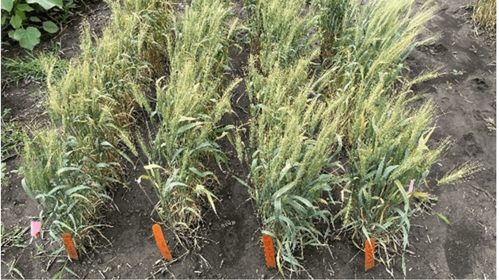 New Fusarium Disease Resistant Wheats