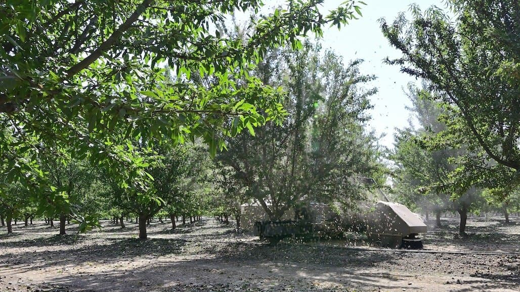 Almond Market Looks Strong Going Into 2027