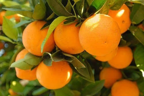 California Lands More than $5 Million in USDA Grants for Citrus Greening Research