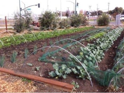 UC ANR Hosts Workshops for California’s Urban Farmers