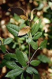 Fungal Hunter Prowls Soil for Plant Pathogen