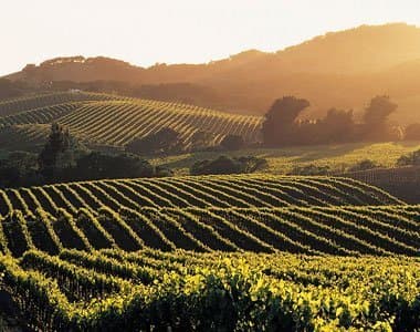 Another Stellar Sonoma County Wine Harvest Begins