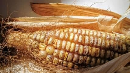 Tracking Down the Jumping Genes of Maize
