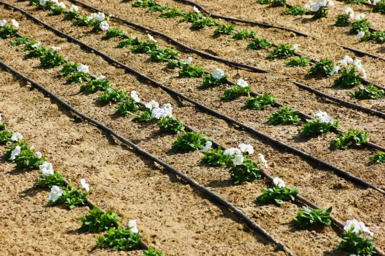 CDFA Among Agencies Featured in Update on State Climate Adaptation, Resiliency Strategies