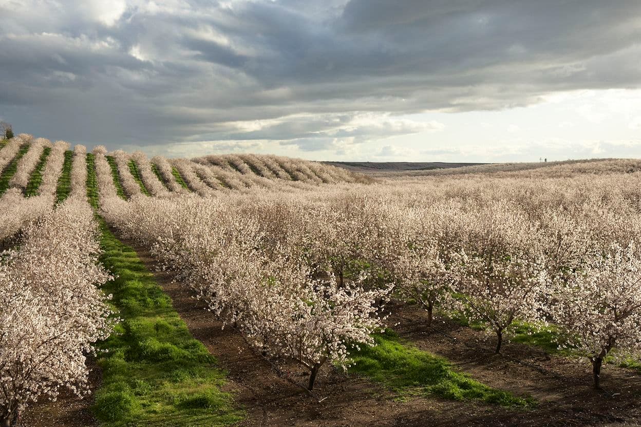 Almond Board Announces “In the Orchard” Workshops