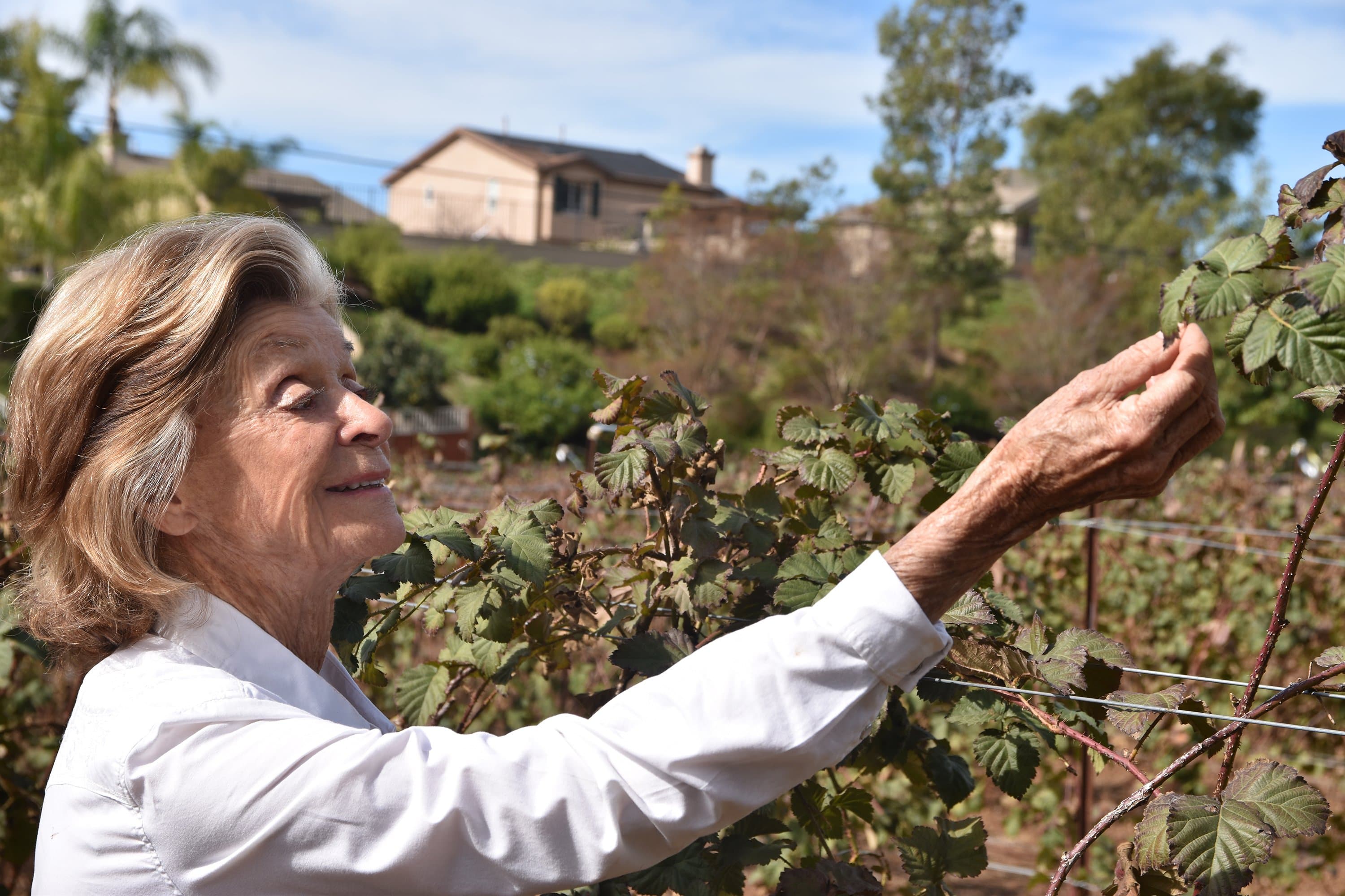 Berry Grower Embraces Conservation & History