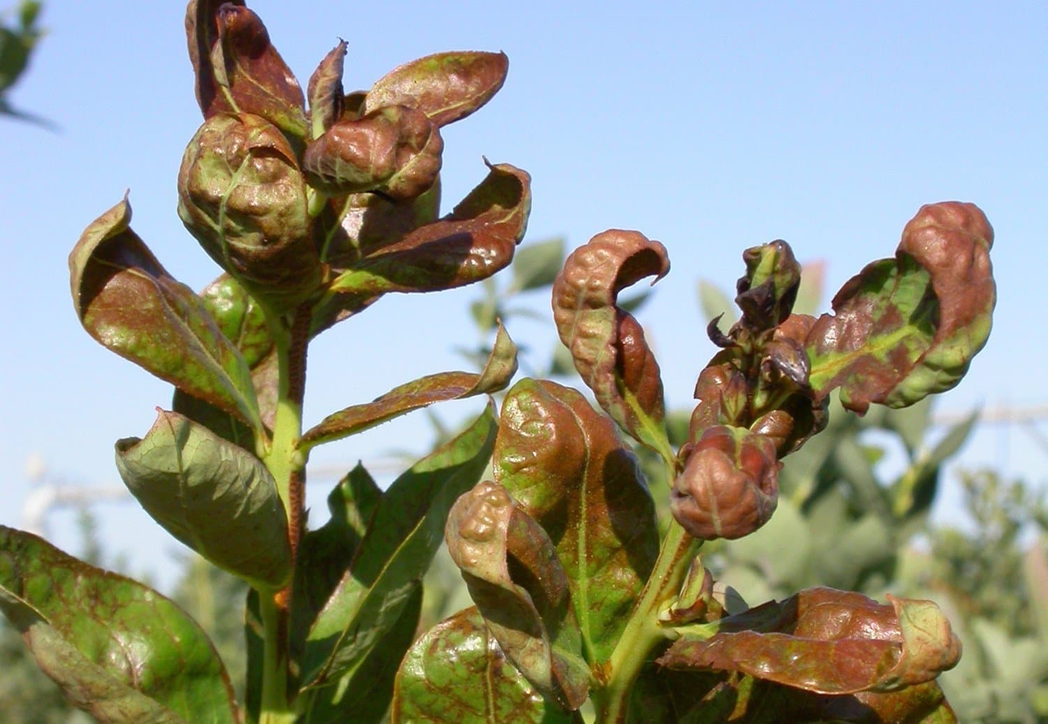 How to Control Thrips in Blueberries