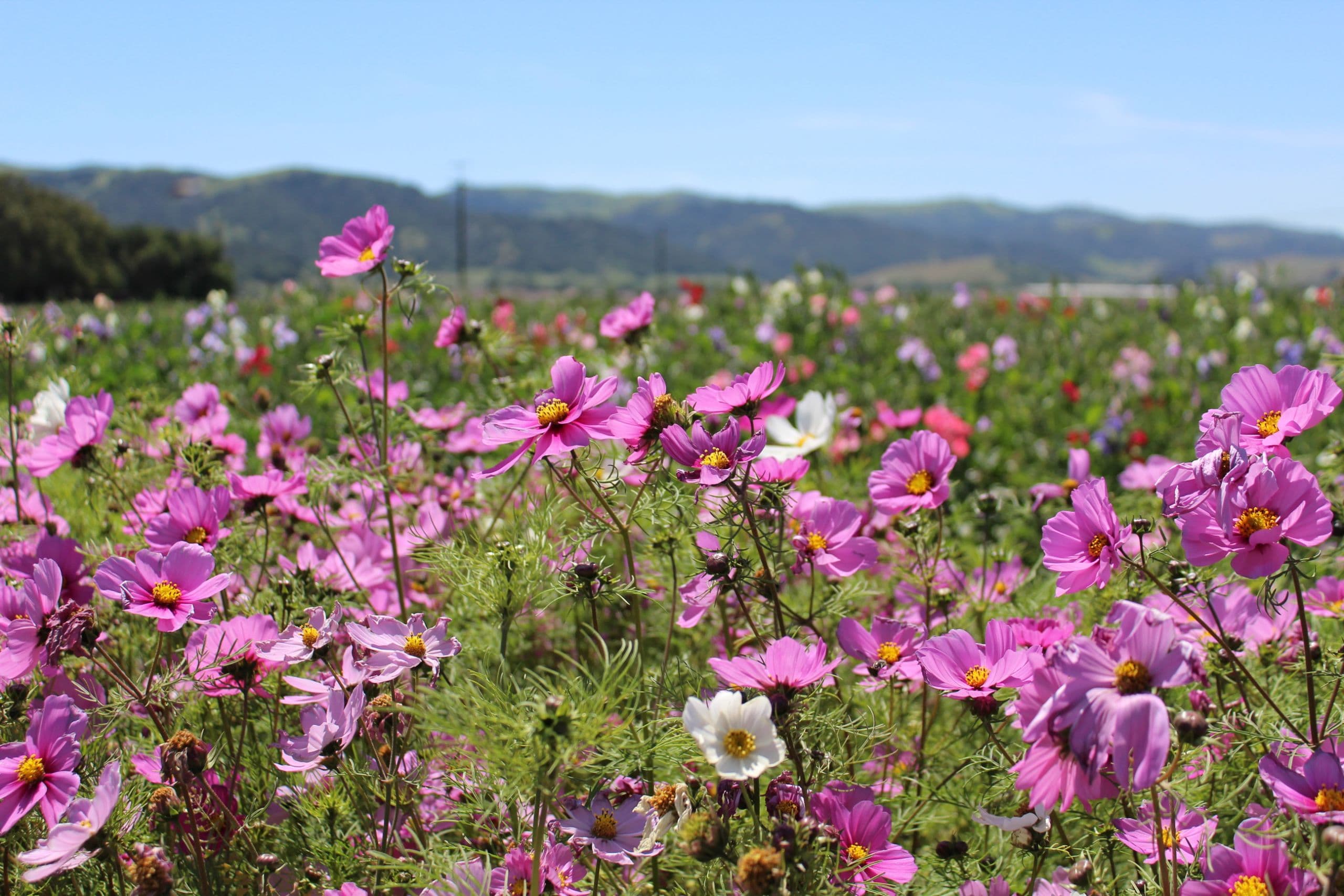 American Flower Industry Suffering Staggering Losses