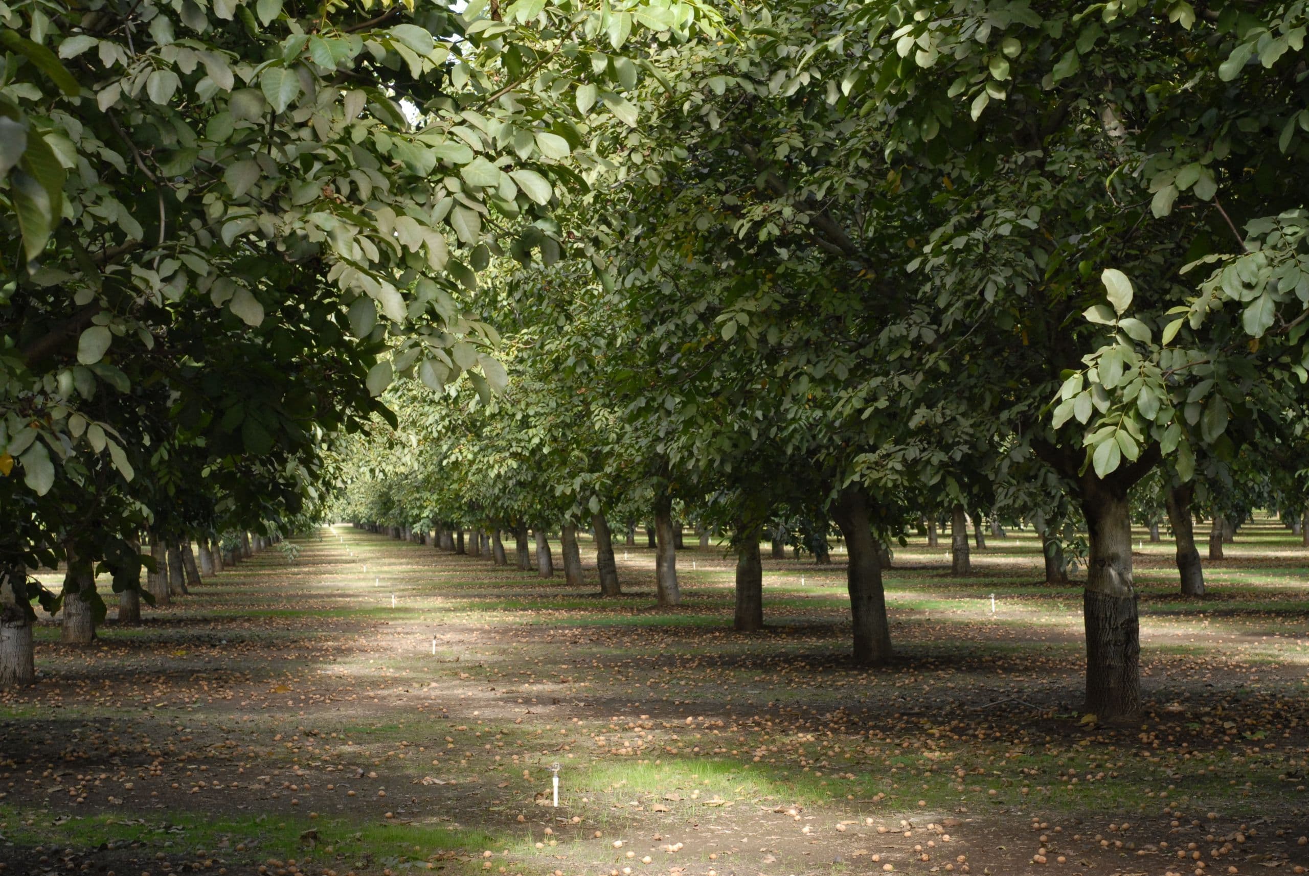 California Walnut Acreage Continues to Grow