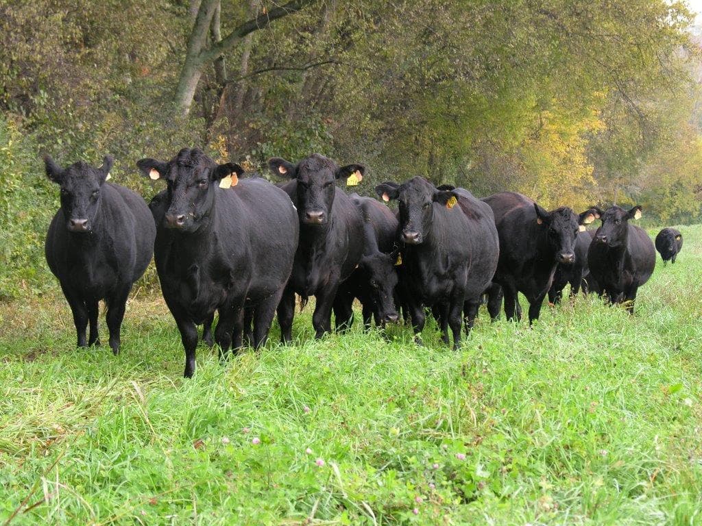 Is the Gut Biome a Heritable Trait in Angus Cattle?