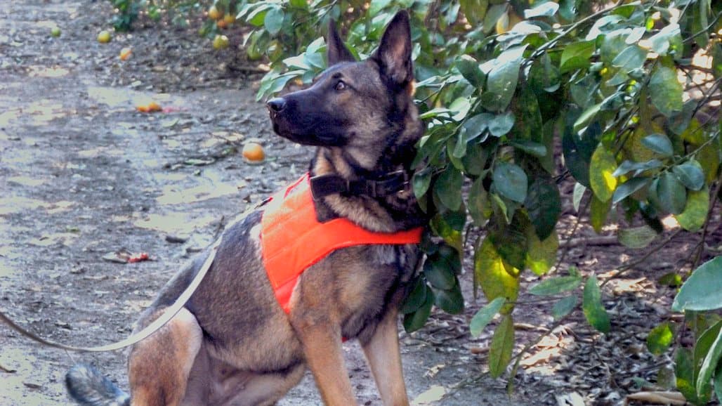 Barking Up the Right Tree: Canines Detect HLB