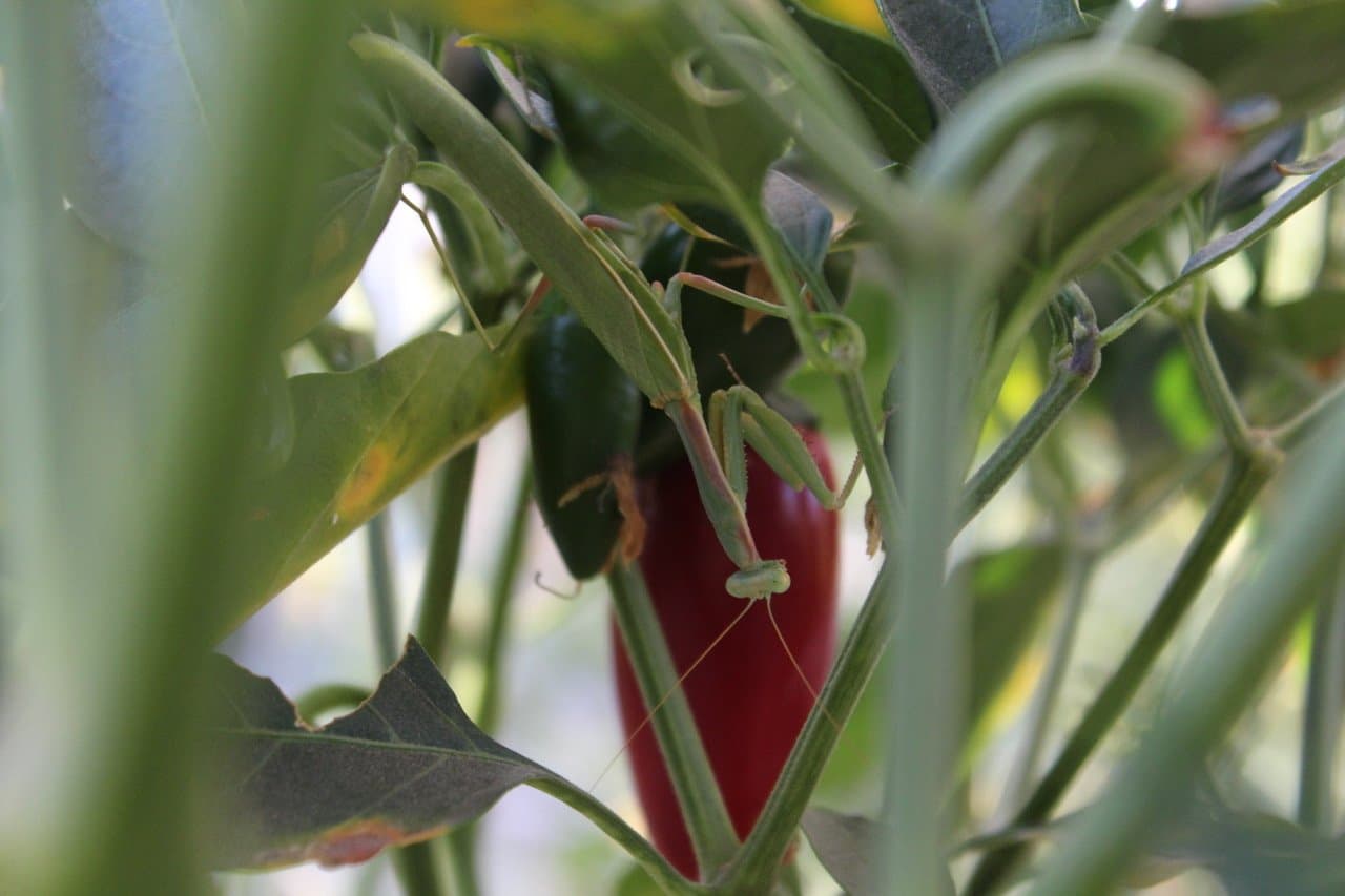 USDA Accepting Applications to Help Cover Costs for Organic Certification