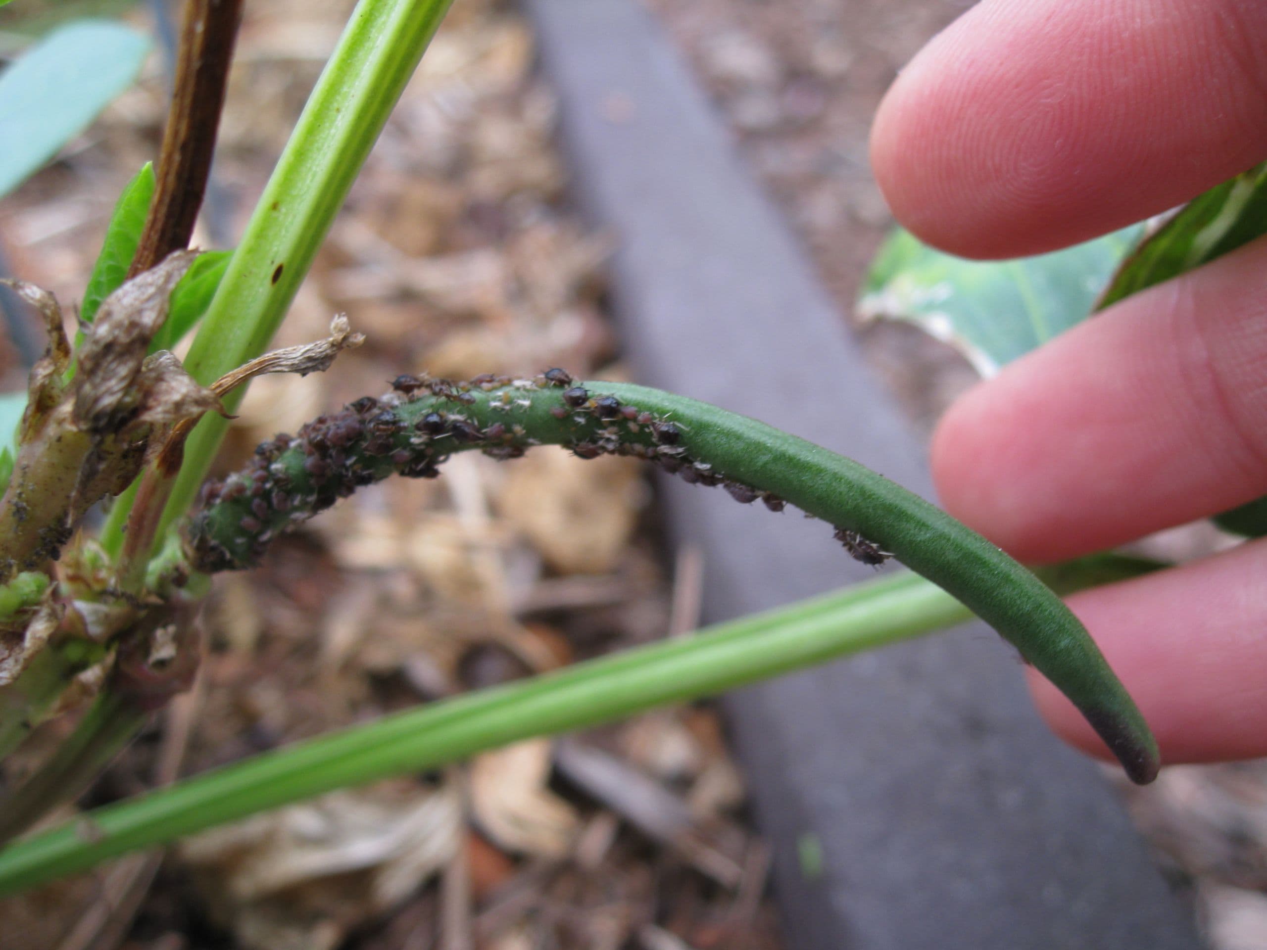 New CA Blackeye Varieties Show Resistance to Cowpea Aphid