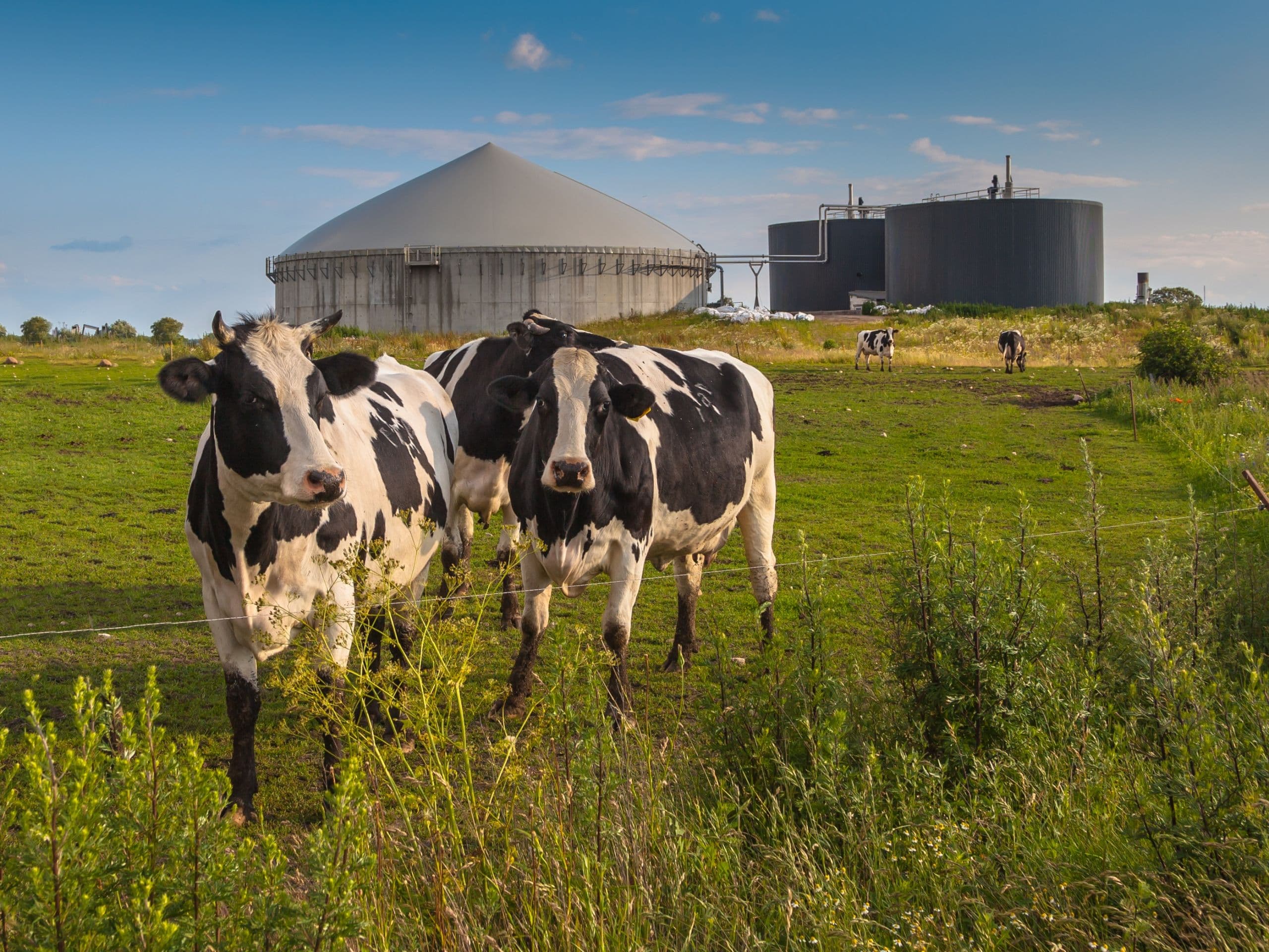 California Incentives Spur Dairy Manure Methane Digester Developments