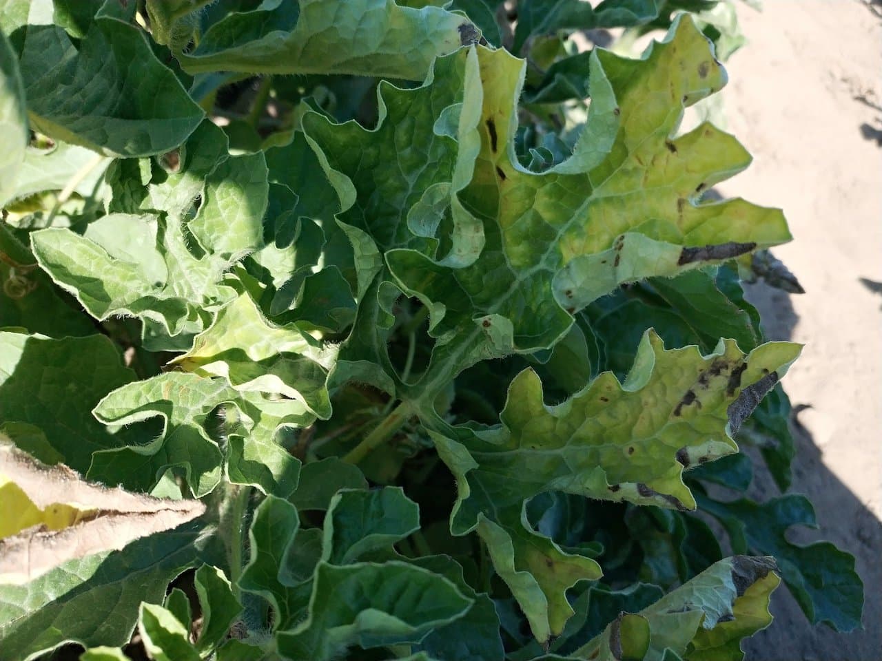 Fusarium Crown Rot in Watermelon