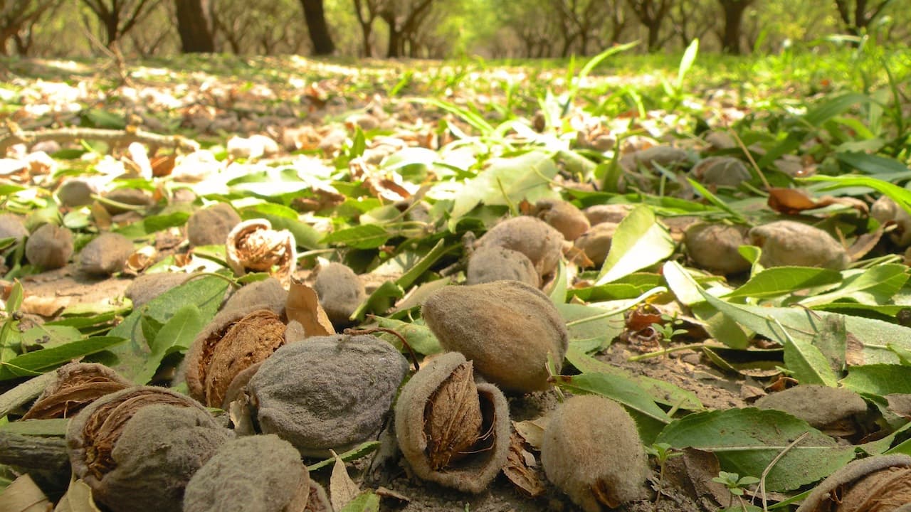 Protecting your Almonds from Ant Damage