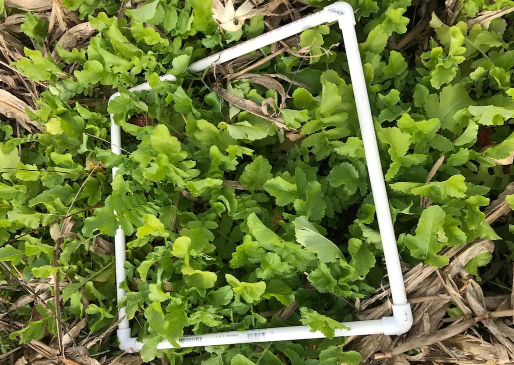 How do Radishes Work as a Cover Crop?