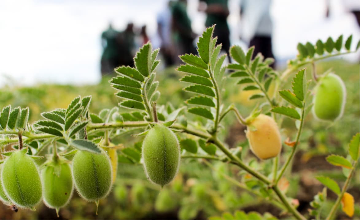 Research Helps Develop High-Yielding, Drought Tolerant Lines of Chickpea