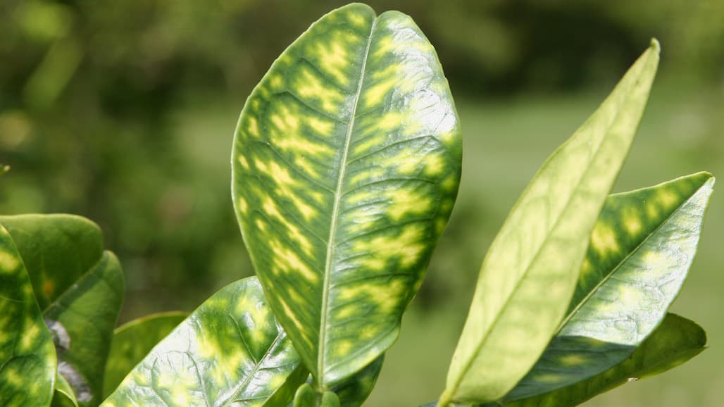 ARS Citrus Rootstocks: A Success Story