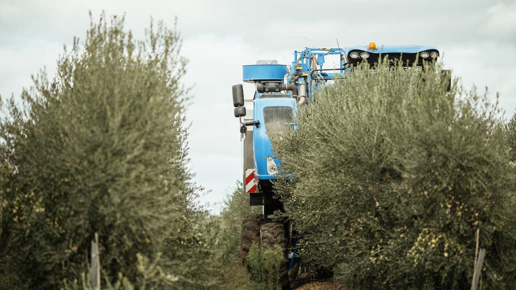 Transitioning to High-Density, Mechanically Harvested Table Olive Acreage