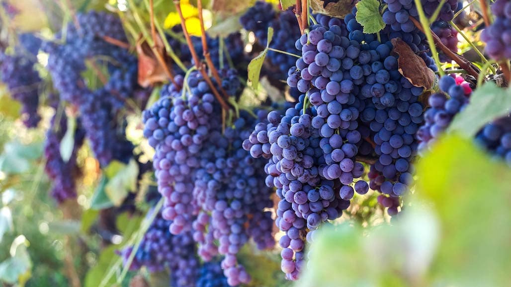 Bountiful Fruit World Crop of Organic Thomcord Grapes to Harvest Soon