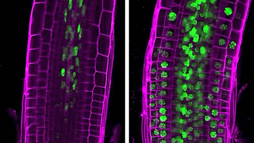 Balancing Plant Growth and Resilience