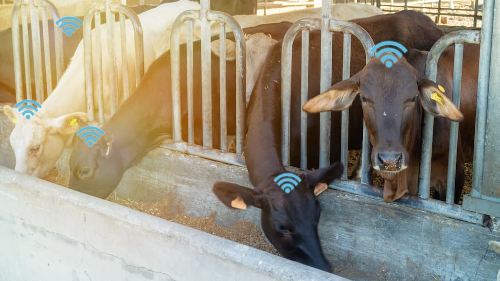 Artificial Intelligence to Improve Quality & Quantity of Beef, Dairy