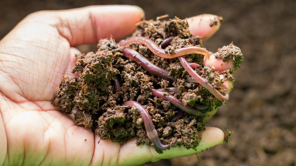 NIFA Invests $30M to Help Boost Organic Farming and Ranching