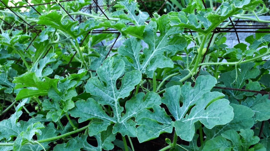 Yeast and Bacteria Together Biosynthesize Plant Hormones for Weed Control