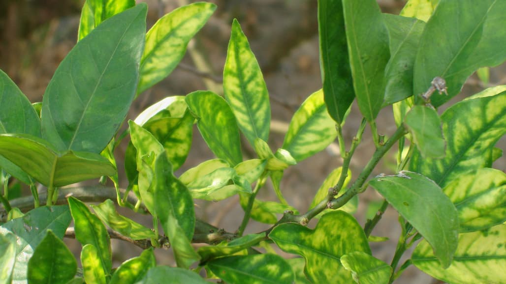 NIFA Invests Nearly $11M to Combat & Prevent Citrus Greening Disease