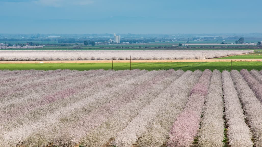 DPR/EPA Approves Section 18 Emergency Registration for Kasugamycin on Almonds