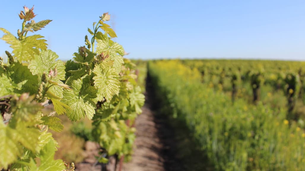 USDA Receives Overwhelming Interest for Partnerships for Climate-Smart Commodities