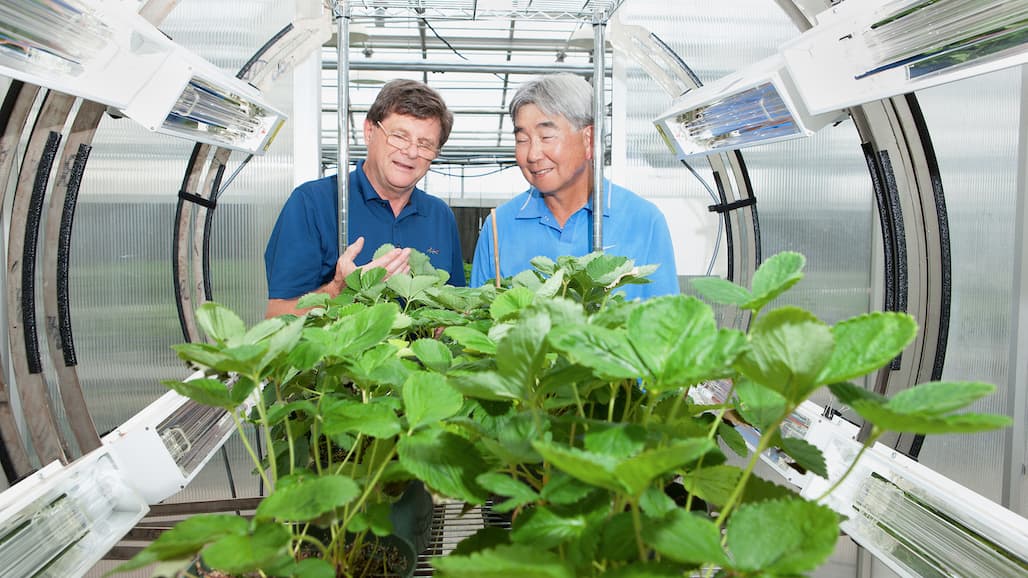 Novel Strawberry IPM Tool Included in CA DPR Grant Funding