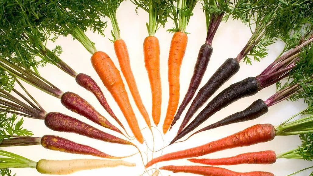 2023 UCCE Carrot Research (Virtual) Symposium