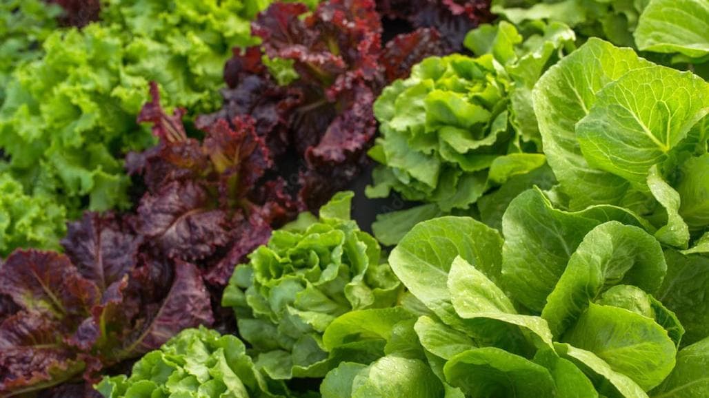 UC Davis Seeks Mighty Bacteria-Resistant Lettuce